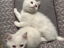 Baby Katzen – Erkenbrechtsweiler