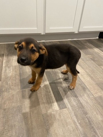 German Shepherd – german aussie