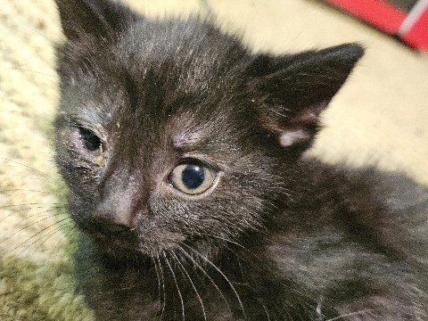 3 kittens – Maple Heights