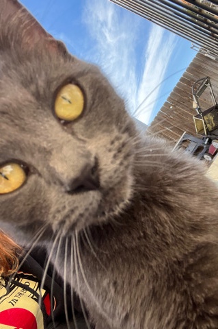 free cat