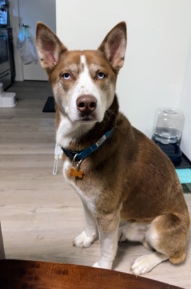 Siberian Husky – Male Husky
