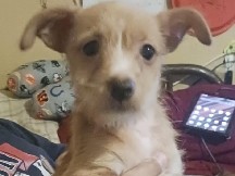Mixed Breed – Friendly, and playful Chihuahua/Yorkie mix, puppies in need of good homes 🙂 – San Antonio