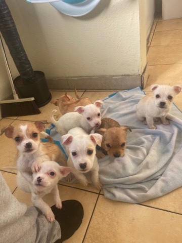 puppies