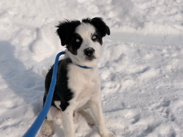 Australian Shepherd – aussie/lab mix need rehoming – Delaware