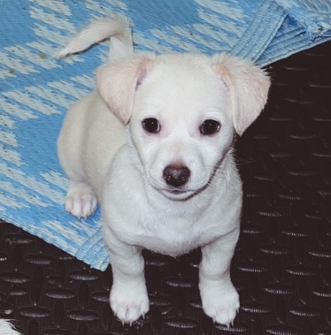 Gordy