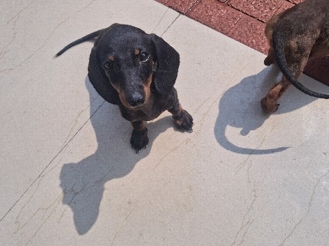 Dachshund – Adorable Dachshund Female Puppy for Sale – 3 Months Old in Ernakulam – Ernakulam