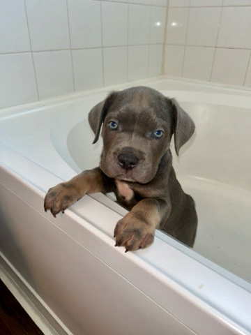 Cane Corso – Cane Corso Puppies Available