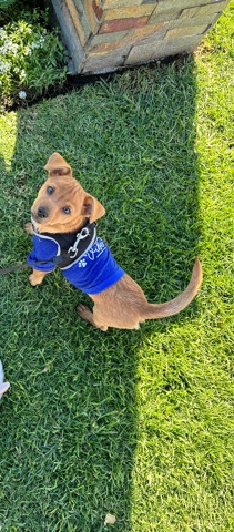 Chihuahua – canelo needs a new home.