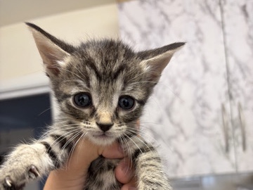 British Shorthair – kittens – Whitstable