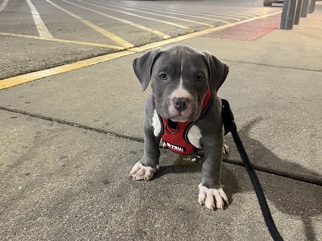 Male XL American bully – Chicago