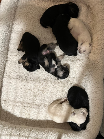 French Bulldog – puppies ready 2/16