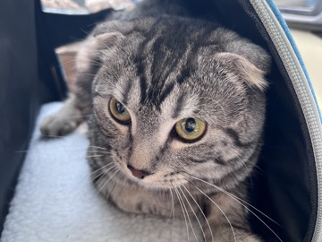 Scottish Fold – Scottish fold – Madison