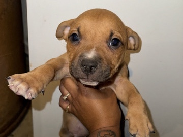 Pit Bull – 4 Week Old Pitbull