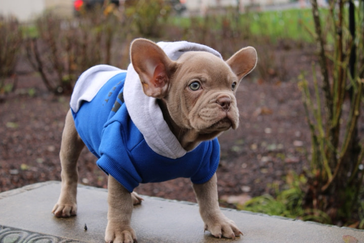 French Bulldog – Isabella French Bulldogs