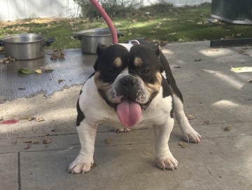 American Bulldog – American Bully for sale