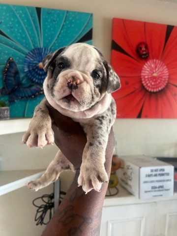 Bulldog – English Bulldog Females