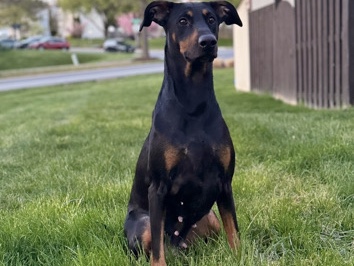 Doberman Pinscher – Female Doberman – New Market
