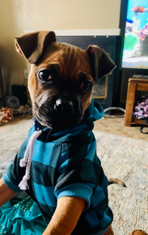 Boxer – Pug/Boxer mix needs a forever home!