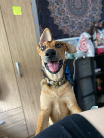 Belgian Shepherd Dog (Malinois) – puppy needs a good home