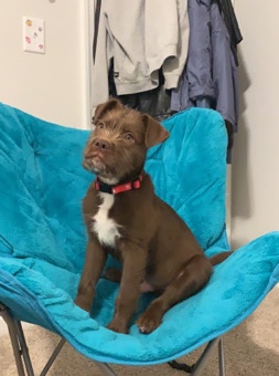 American Pit Bull Terrier – brown lab/terrier/pit
