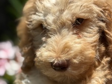 Goldendoodle – Beautiful Multigen Goldendoodle Puppies – Family Raised with Love! – Sacramento