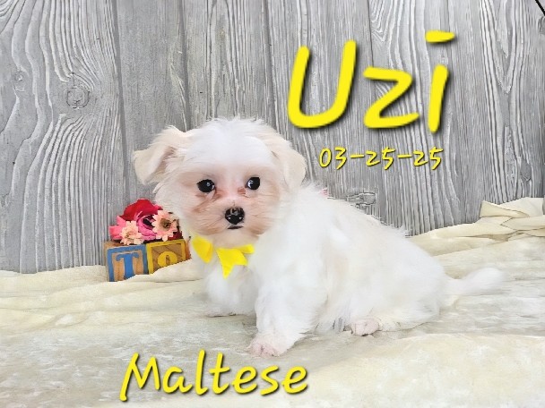 Uzi a male Maltese, Hypoallergenic Pet Only 