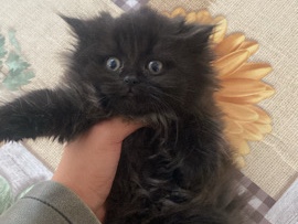 2 AYLIK SCOTİSH FOLD KIRMASI