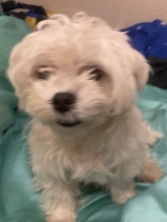 Maltese – Maltese puppy rehome. – San Diego