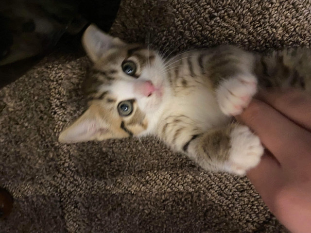 British Shorthair – Beautiful Kitten