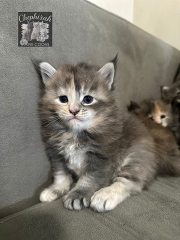 Maine Coon – Mainecoon purebred xl