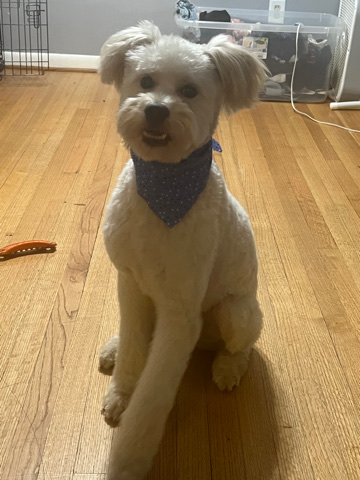 Poodle – rehome