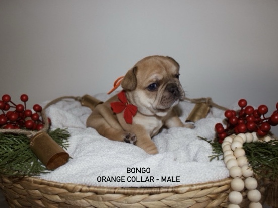 AKC French Bulldog Puppies