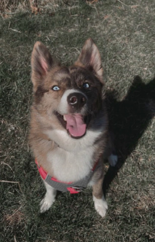 Siberian Husky – Pomsky