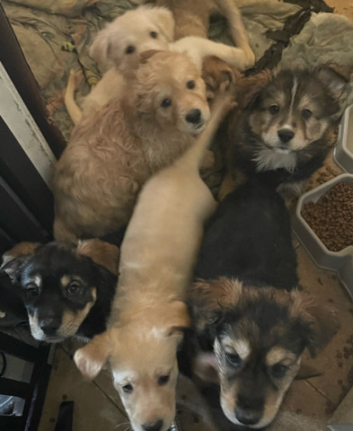 German Shepherd – Puppies for Sale