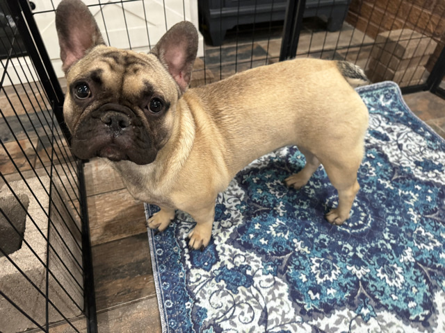 French Bulldog – Akc French bulldog