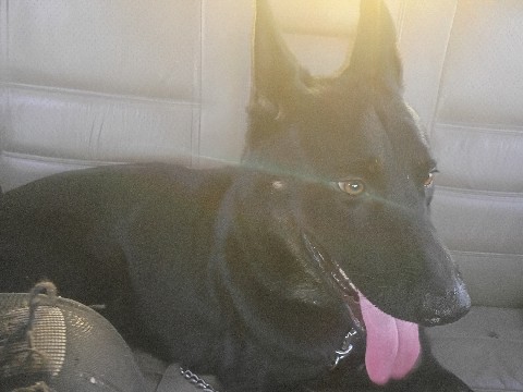 German Shepherd – German Shepherd – Whittier