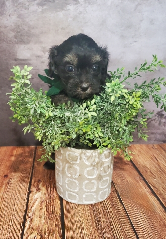 Poodle – maltipoo babies!!