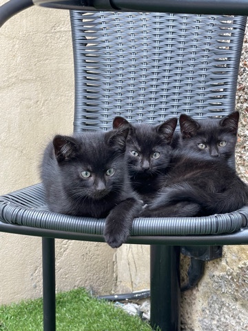 British Semi-longhair – 4-months-old kitten