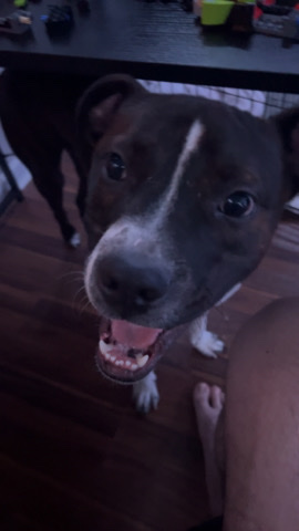 Boxer – Finn