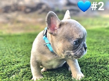 French Bulldog – French bulldog male puppy – Homestead