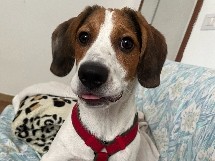 Beagle – Jeck cucciolo maschio 10 mesi – Verona