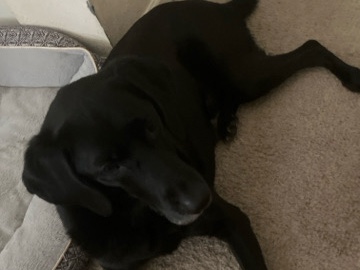 Labrador Retriever – dog – Bradenton