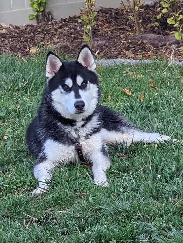 Siberian Husky – Siberian Husky