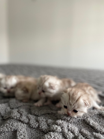 Scottish Fold – Scottish kittens