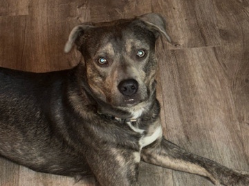 American Pit Bull Terrier – Loki the pitsky – Denver
