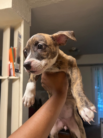 American Pit Bull Terrier – Puppy litter