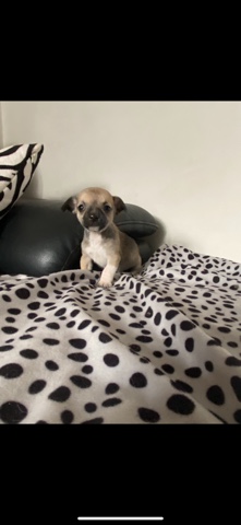 Chihuahua – beautiful chihuahua/Jack Russell last pup