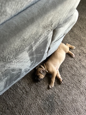 American Bulldog – American bulldog puppy for sell