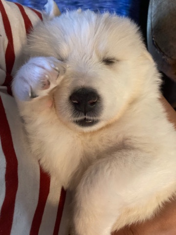 Great Pyrenees – Great Pyrenees