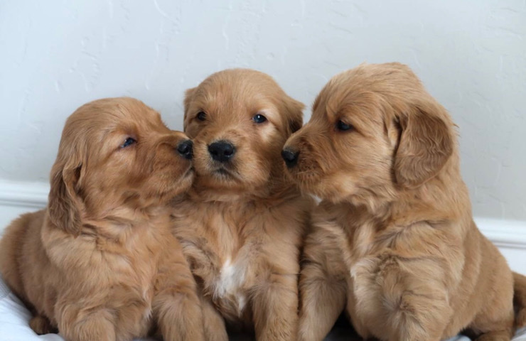 Golden Retriever – Golden Retriever Puppy’s